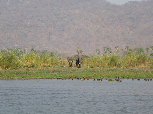Small herd of elephants on the bank of the River Shire, Liwonde National Park.
